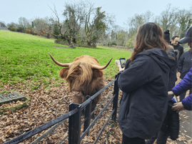 people taking pictures of a highland cow on a farm