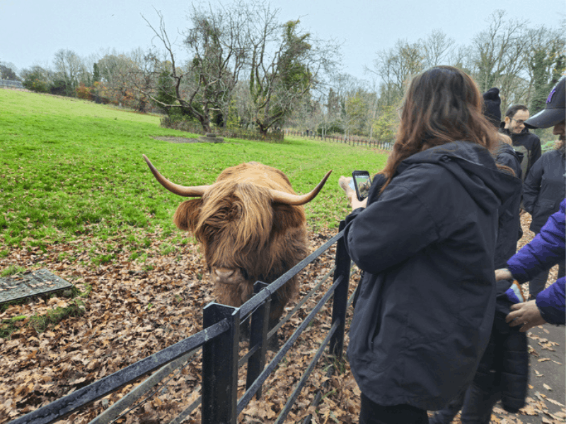 people taking pictures of a highland cow on a farm