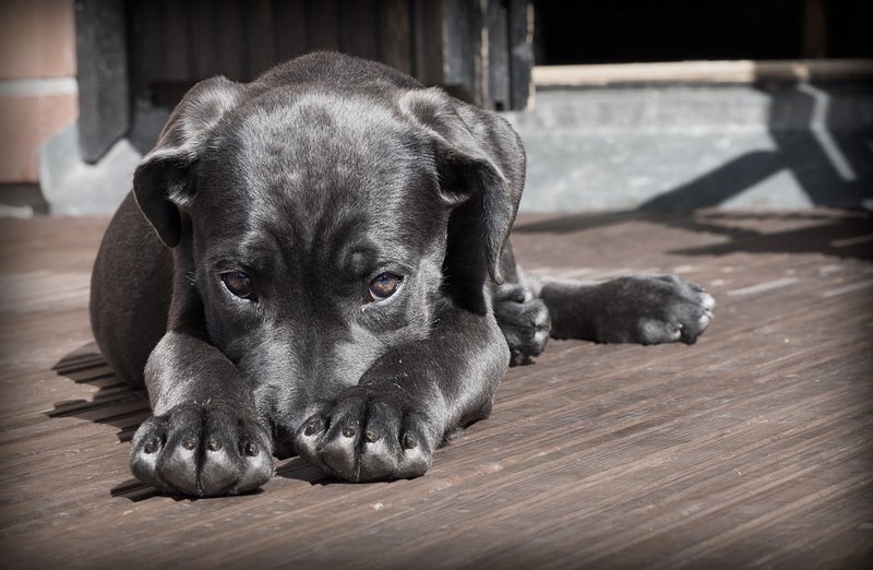 Pets on breakfast with Martin Bester