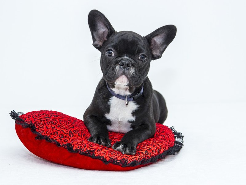 pet image spoil french bulldog