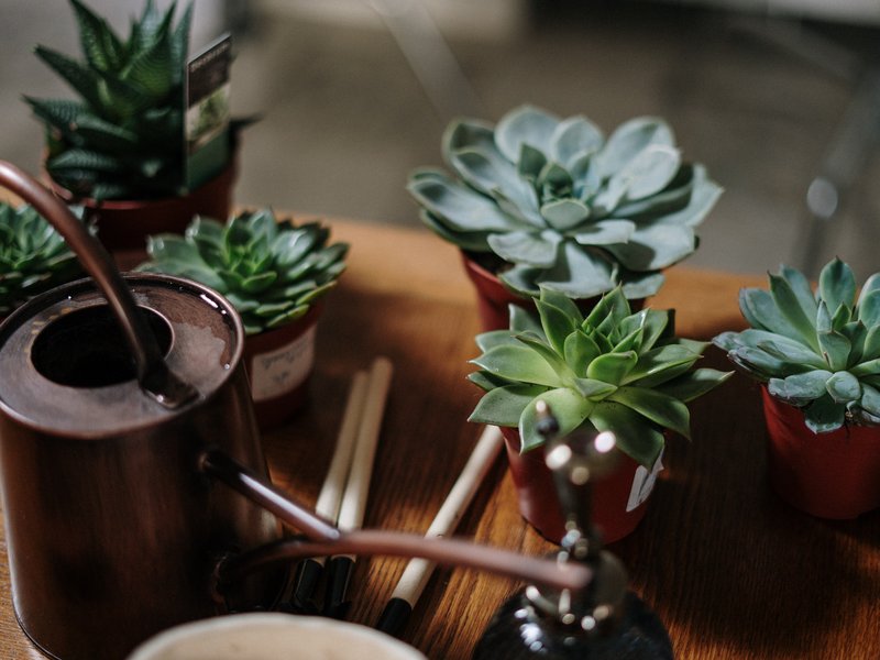 Plants