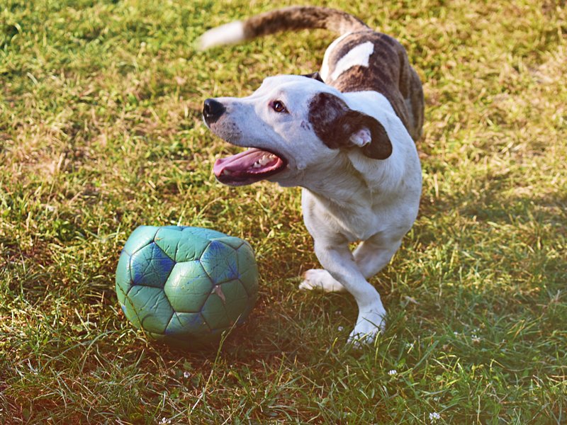 Dog playing football