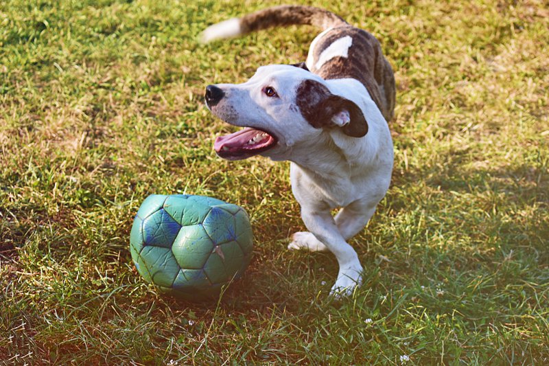 Dog playing football