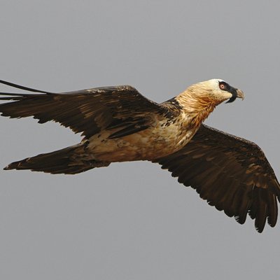 Conservationists mark 20 years of Bearded Vulture protection in KZN