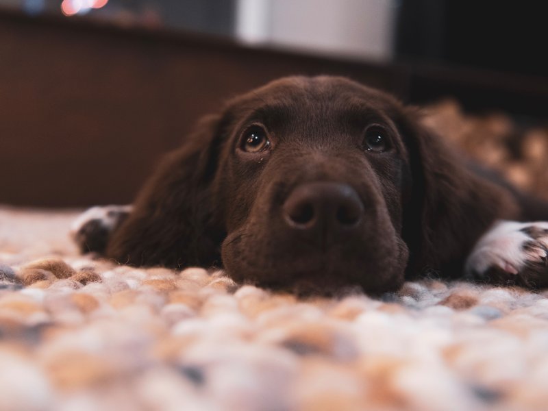 Puppy
