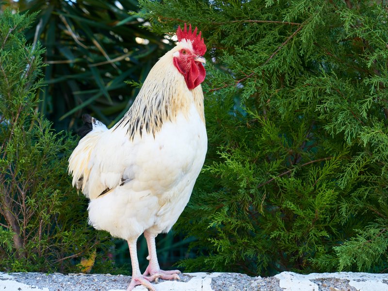 Chicken