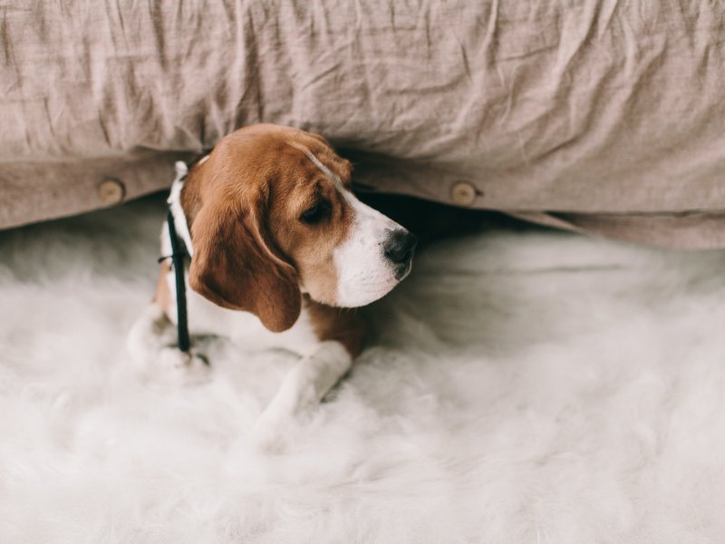 Beagle