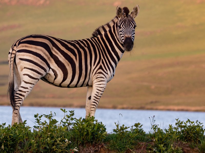 Zebra