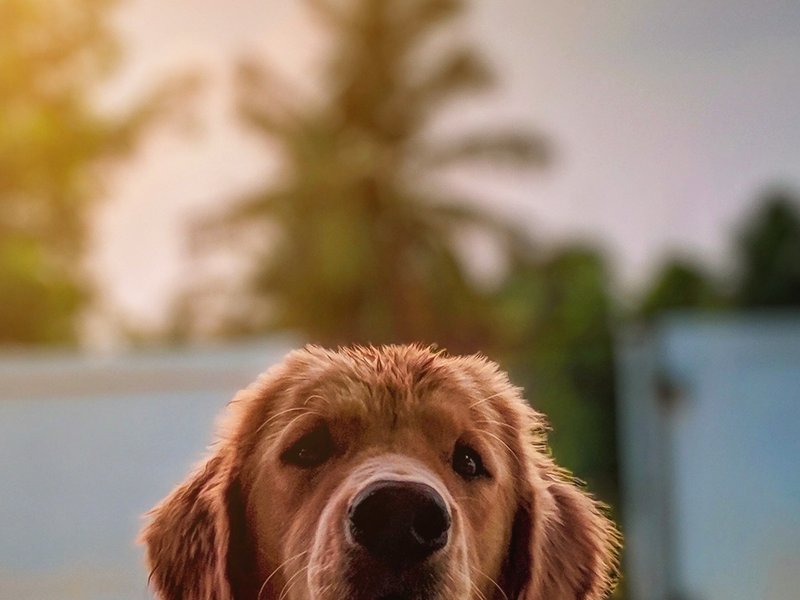 dogsmiss