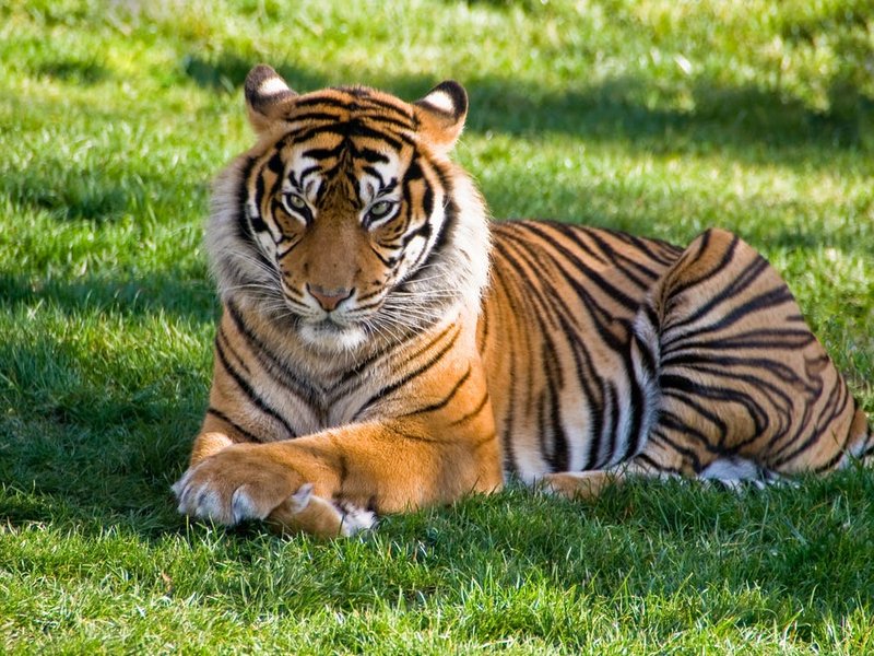 Tiger generic pexels