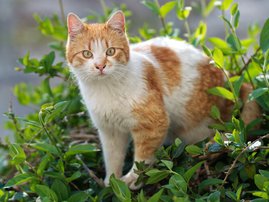 Cat generic