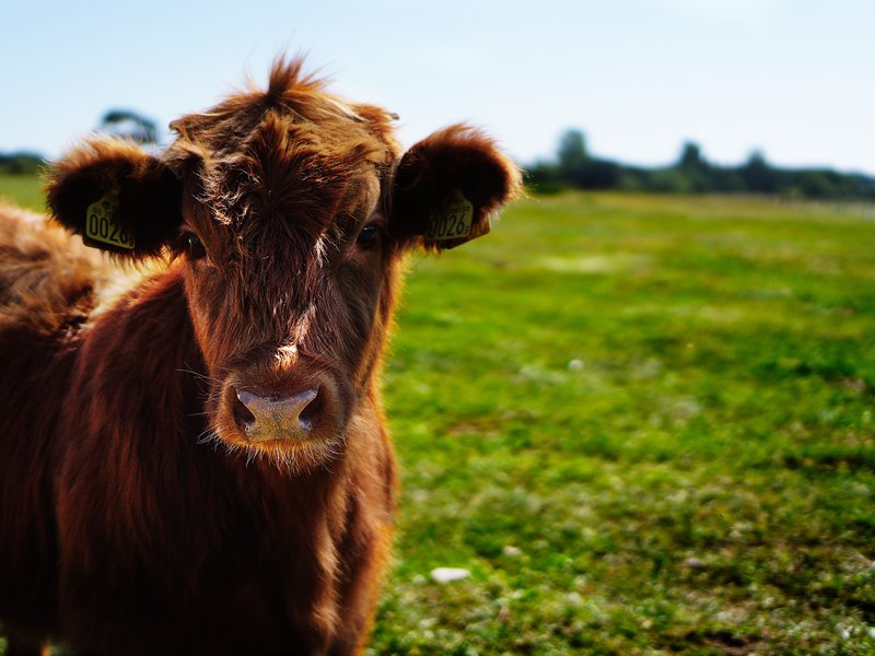 Animal Farm has been translated into Shona.