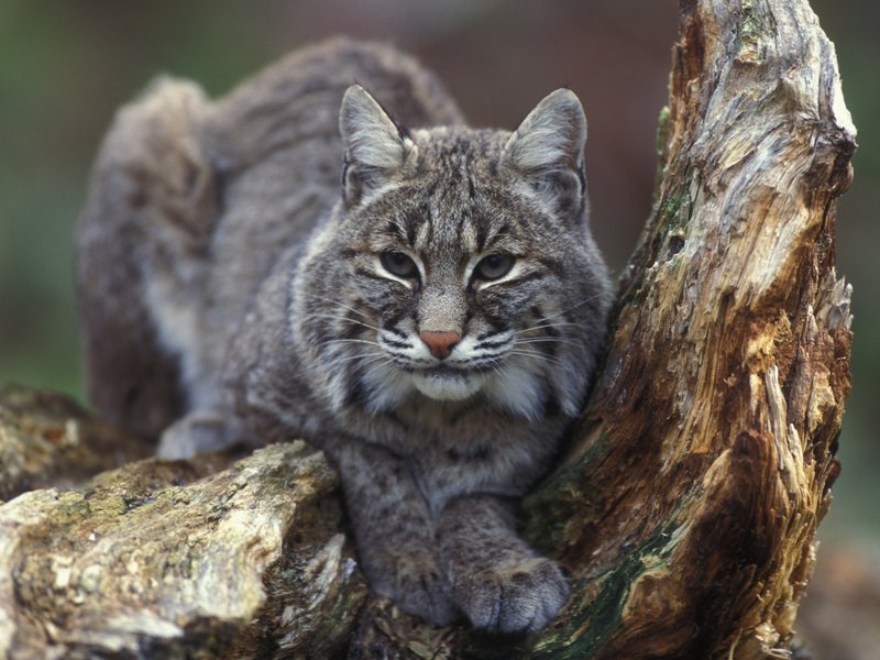 Bobcat