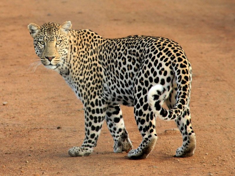 Leopard