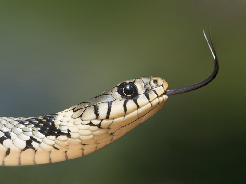 Snake