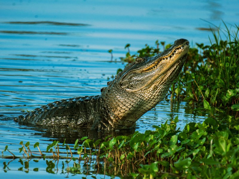 Croc