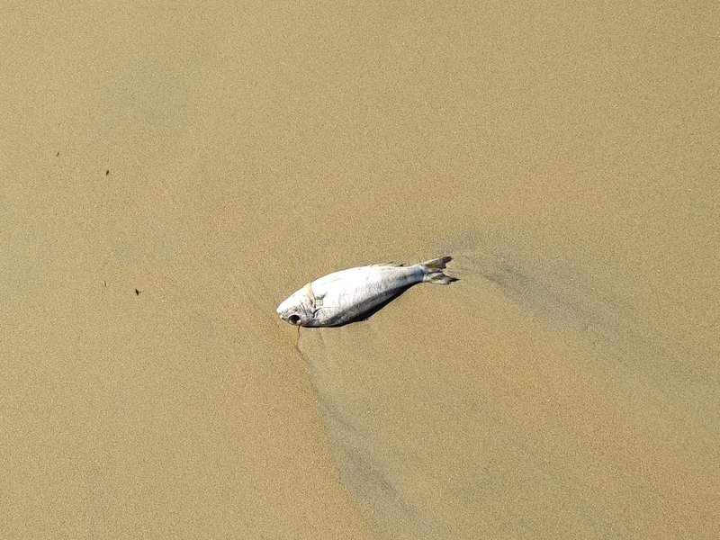 washed up fish