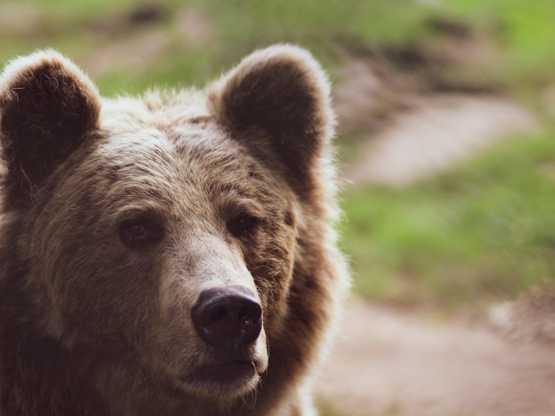 Bear