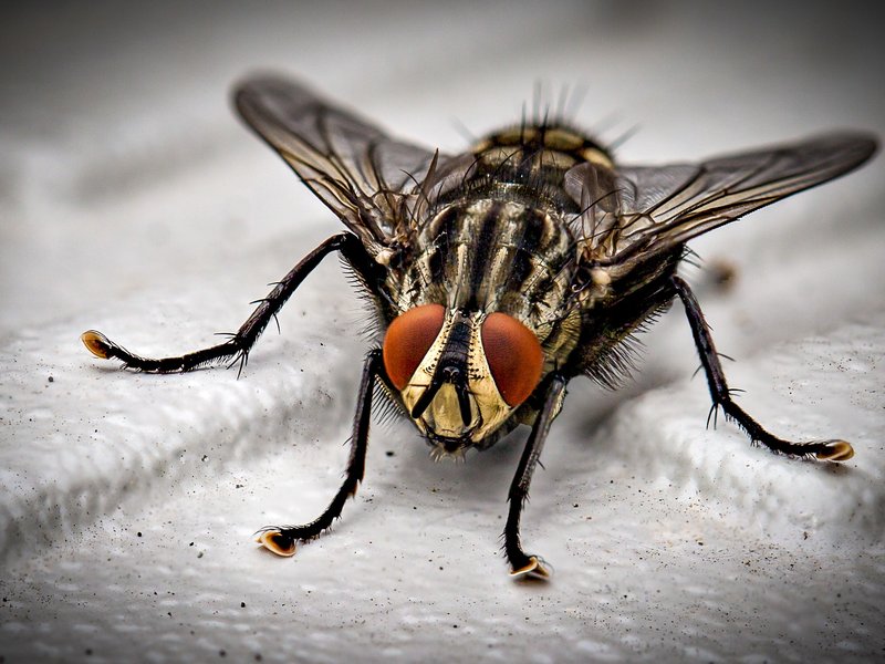 Fly