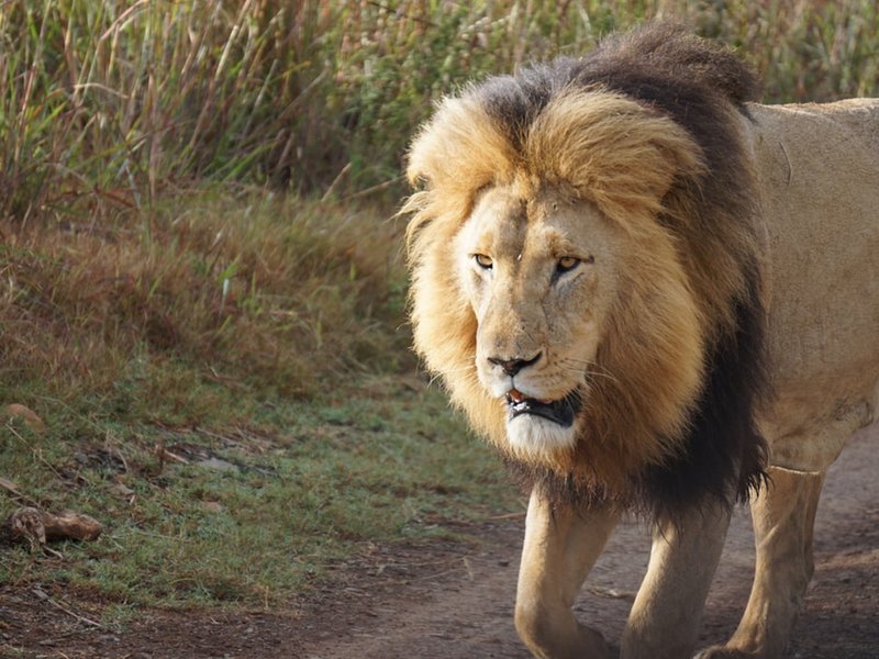 Lion generic