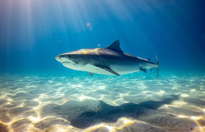 French tourist injured in Seychelles shark attack