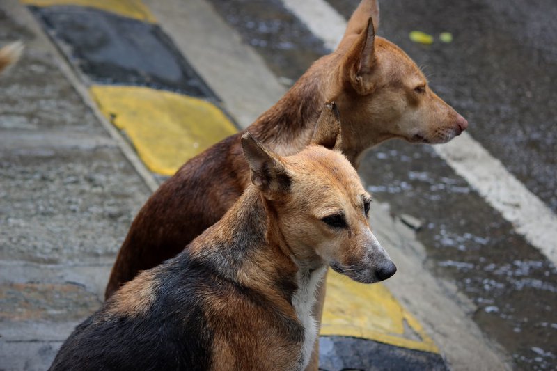 Poverty blamed for rise in abandoned pets