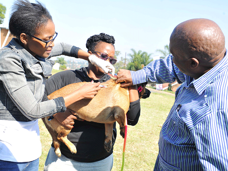 KZN's anti-rabies drive, inland