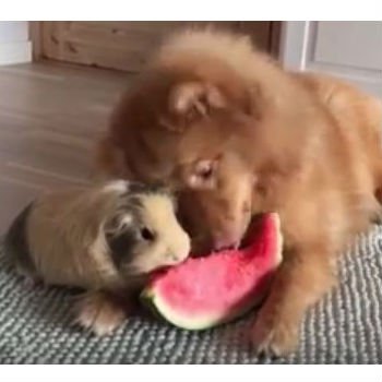 Pig and dog eating