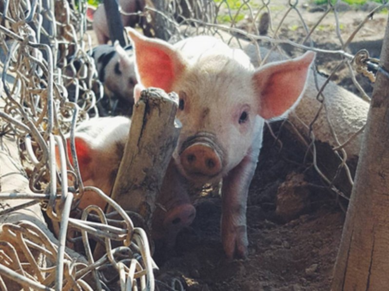Piglet thumbnail