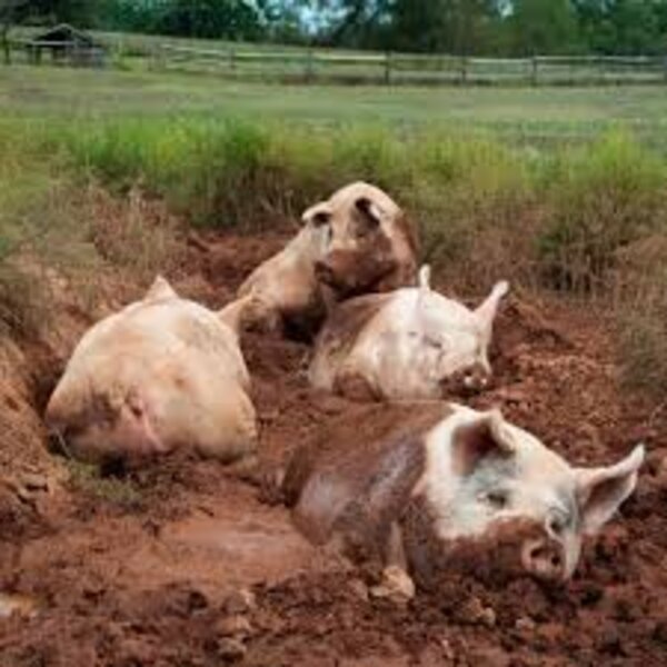 Pigs in mud