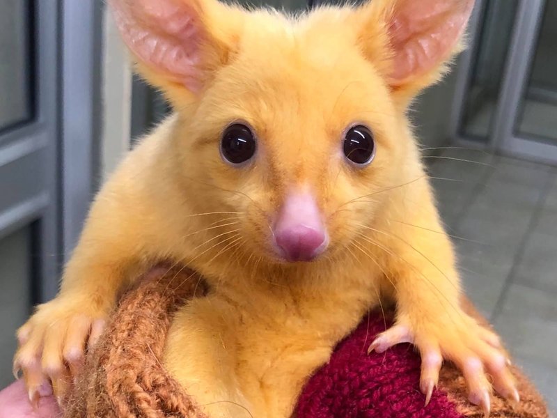 pikachu melbourne