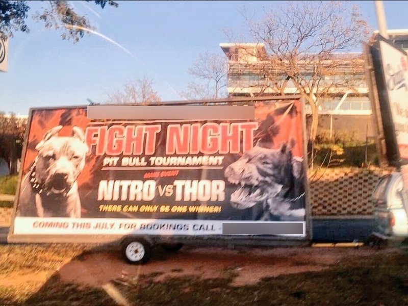 Pit bull fighting ad
