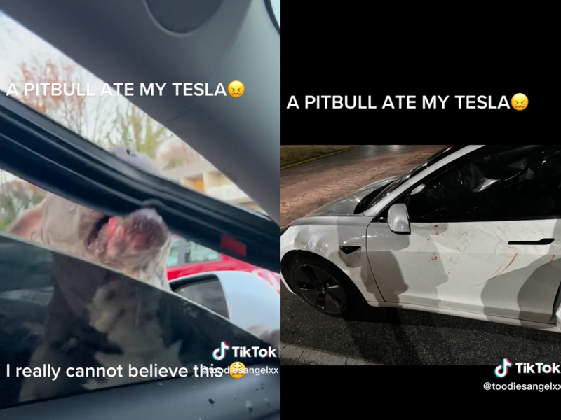 WATCH: "A pitbull ate my Tesla"