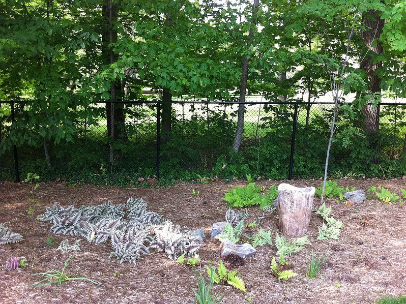 Plants