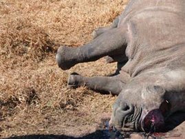 poached-rhino-(R)_1.jpg