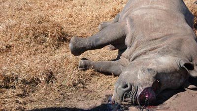 poached-rhino-(R)_1.jpg