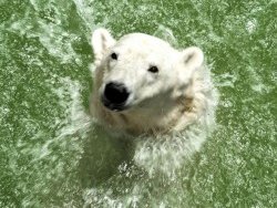 polar-bear-Geebee-250x250.jpg