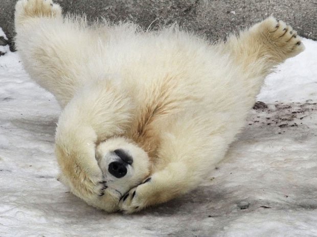 polar bear cub.jpg