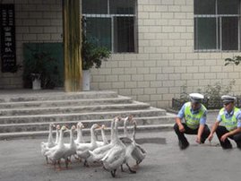 police with geese.jpg
