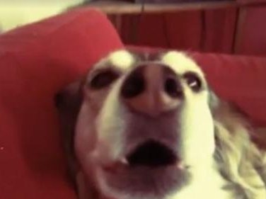 poochtune.jpg