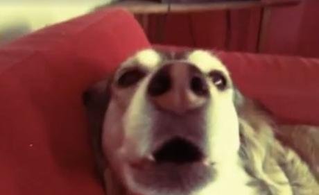 poochtune.jpg