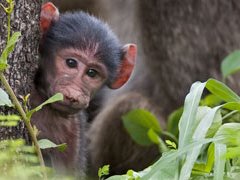 pretoria-zoo.jpg