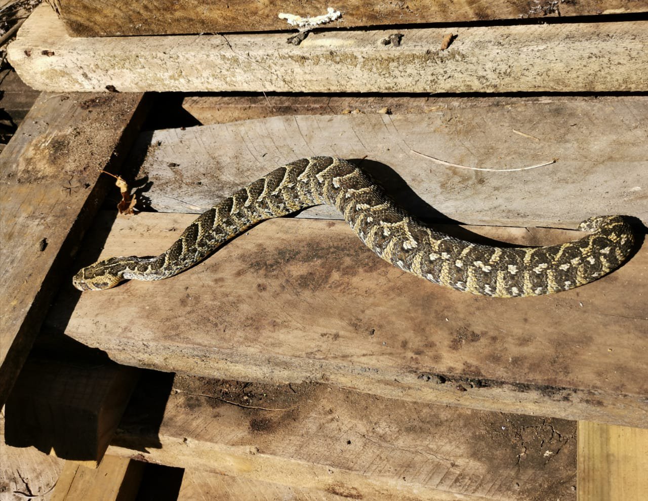PHOTOS: Five massive findings for KZN snake expert
