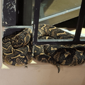 beautiful puff adder curled up on a windowsill