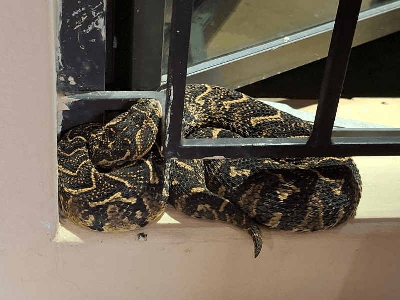 beautiful puff adder curled up on a windowsill
