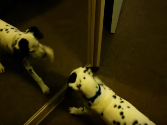 Puppies see themselves on mirror