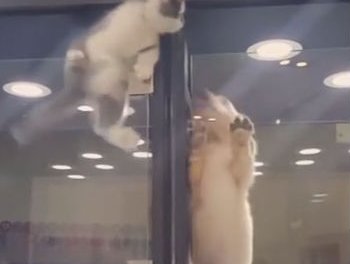 Puppy and kitten
