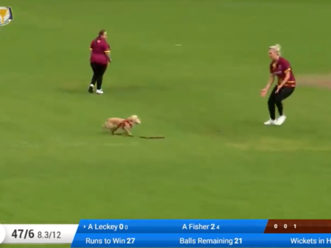 WATCH: A puppy is being recruited as a fielder for the Ireland Cricket team...