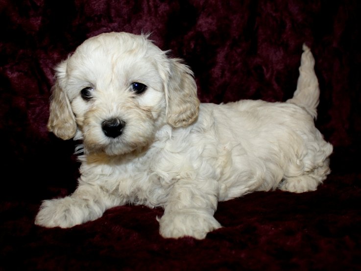 puppy dog.jpg