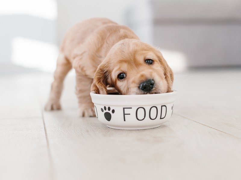 Puppy's head on top of food bowl